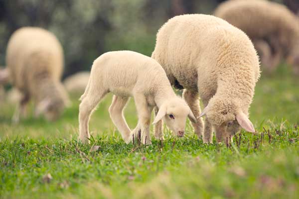 Mutterschaf mit Lamm auf der Weide